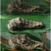 nep rivularis larva5 volg22